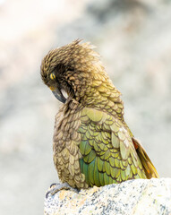 New Zealand bird the alpine parrot called the Kea in Mt Cook National Park