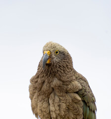 New Zealand bird the alpine parrot called the Kea in Mt Cook National Park