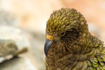 New Zealand bird the alpine parrot called the Kea in Mt Cook National Park