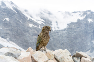 New Zealand bird the alpine parrot called the Kea in Mt Cook National Park