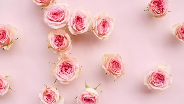 Pink rose flowers on water surface and of waves on pink background. Sun and shadows. Water splash. Pure pink water with reflections sunlight and shadows in slow motion. Sample for design, advertising.