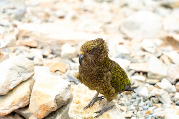 New Zealand bird the alpine parrot called the Kea in Mt Cook National Park