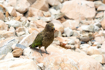 New Zealand bird the alpine parrot called the Kea in Mt Cook National Park