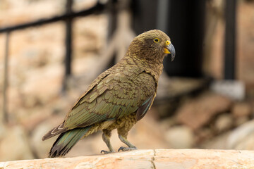 New Zealand bird the alpine parrot called the Kea in Mt Cook National Park