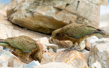 New Zealand bird the alpine parrot called the Kea in Mt Cook National Park