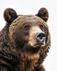 Obraz premium Mystic portrait of Grizzly Bear, copy space on right side, Anger, Menacing, Headshot, Close-up View Isolated on white background