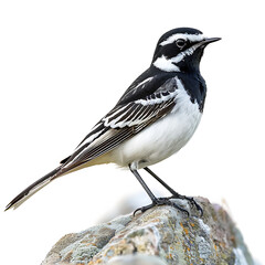 Naklejka premium Wagtail, Motacilla alba, nice small bird, portrait, close-up, isolated on white