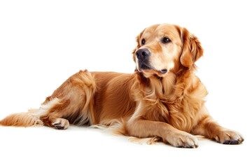 Dog White Background. Beautiful Indoor Golden Retriever laying down