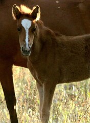 Fototapeta premium Salt River Wild Horse Filly 