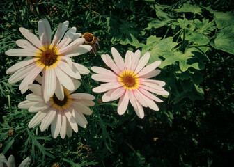 giant white daisies in a tropical garden