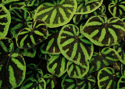 tropical leaf texture