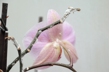 there are a lot of mealybugs on the stem and bud of the orchid. infected plant