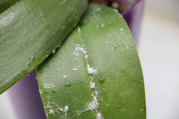 a long-tailed mealybug - Pseudococcus longispinus (Pseudococcidae) on an orchid sticky leaf....