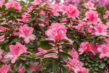 Beautiful blooming pink Azalea bushes