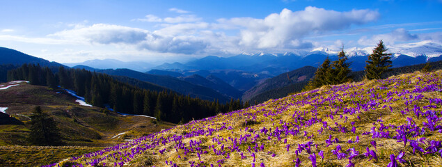 blossoming spring purple crocuses flowers on hills Kostrich range  with view on Chornogora range,...