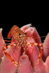 Twoclaw shrimp Gambero striato, Shrimp, crevette, Brachycarpus biunguiculatus, Crustacea, Decapoda on sponge, Haliclona cratera, Porifera. Capo Caccia, Alghero, Sardinia