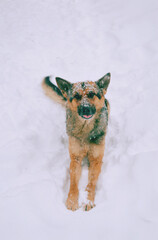 Shepherd Dog lying in snow outside. Shepherd on cold winter day with snowflakes on dog face....