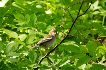 finch female with nest material