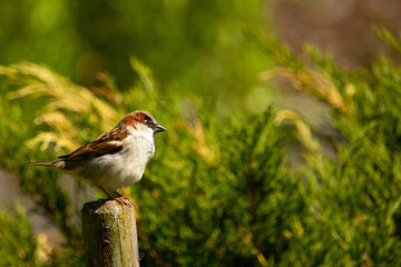 tree sparrow perched on a wooden post