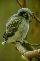 Portrait of young northern hawk owl (Surnia ulula)