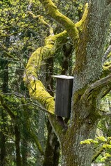 Birdhouse on Mossy Tree in Forest