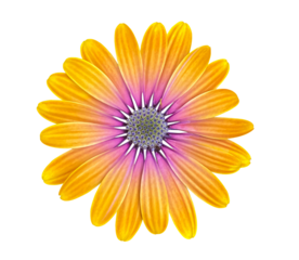 Beautiful purple-orange Osteospermum or African Daisy flower isolated on white background. Object with clipping mask for design.