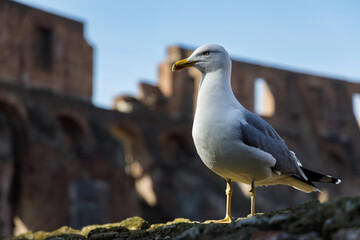 Seagull in the Roman Colisseum