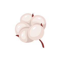 Illustration fluffy blooming flower of white cotton