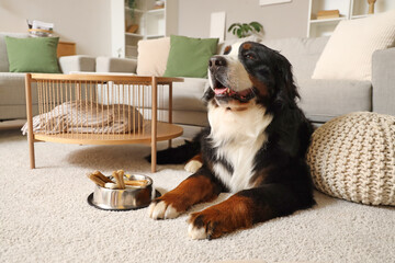 Cute Bernese mountain dog with feeding bowl lying on carpet at home