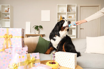 Cute Bernese mountain dog in party hat receiving toy at home