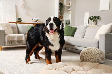 Cute Bernese mountain dog in headphones at home