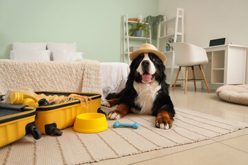 Cute Bernese mountain dog with open suitcase lying on floor in bedroom