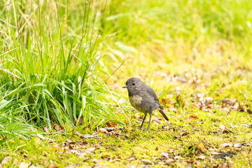 Small grey and white bird on the ground in New Zealand Fiordland National Park