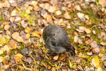 Small grey and white bird on the ground in New Zealand Fiordland National Park
