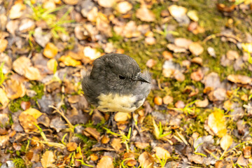 Small grey and white bird on the ground in New Zealand Fiordland National Park