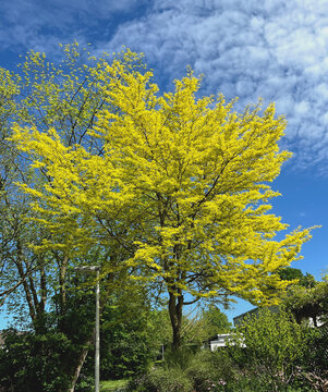 Amerikanische Gleditschie ein leuchtend gelber Baum im Garten