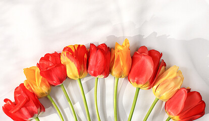 Beautiful spring flowers tulips on a sunny background, banner. Abstract flower arrangement, still...
