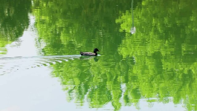 Anatra solitaria nuota sul lago