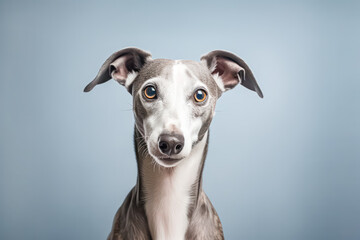 Italian Greyhound in studio setting against white backdrop, showcasing their playful and charming personalities in professional photoshoot.