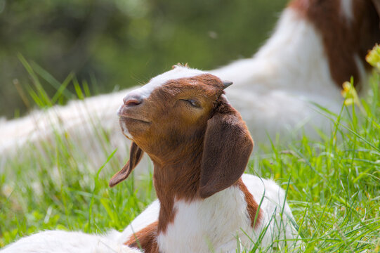 portrait of an adorable, cute young boer goat, goatling, close up