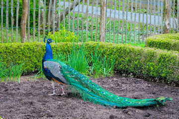 a very beautiful, vibrant, blue peacock standing proud in a garden