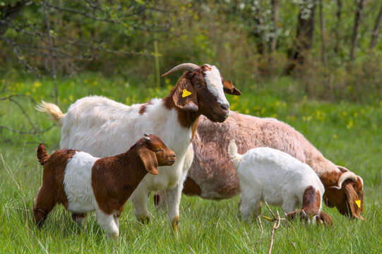 a nanny boer goat with its young child in the meadow