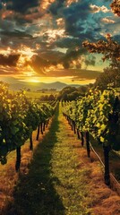 Naklejka premium Sunset over a vineyard with rows of grape plants. Vertical background 