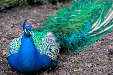 a beautiful peacock with vibrant blue plumage is laying on the ground