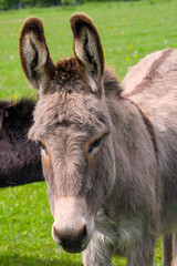 an expressive portait of a cute donkey with large ears