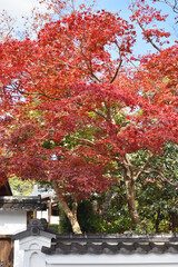 Naklejka premium 実相院門跡の紅葉