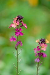 photo of spring flowers in the park