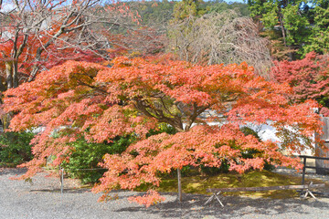 実相院門跡の紅葉