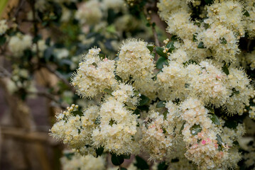photo of spring flowers in the park