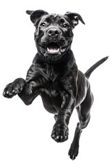 Naklejka premium A black dog leaps joyfully with mouth open, tongue out, and paws outstretched.